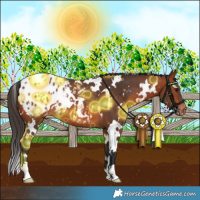 Horse Color:White Spotted Bay Appaloosa Rabicano