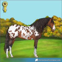 Horse Color:Bay Near Leopard