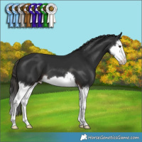 Horse Color:Liver Chestnut Splash 