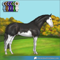 Horse Color:Liver Chestnut Splash 