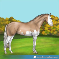 Horse Color:Chocolate Palomino Pearl Splash