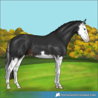 Horse Color:Liver Chestnut Splash 