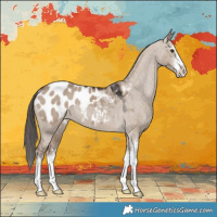 Horse Color:White Spotted Liver Red Dun Appaloosa