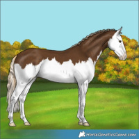 Horse Color:Chocolate Palomino Splash 