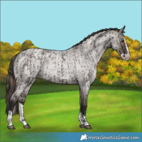 Horse Color:Liver Red Roan and Smoky Grullo Roan Splash Rabicano