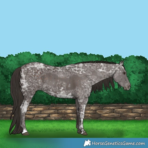 Horse Color:Liver Chestnut Ice Rabicano 