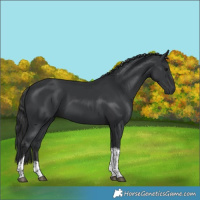 Horse Color:Black Sabino Tobiano 