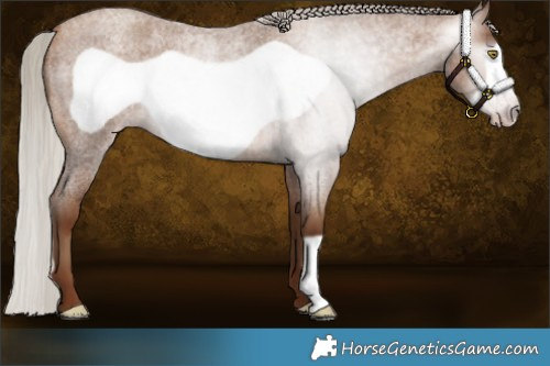 Horse Color:Gray Silver Sable Champagne Roan Frame 
