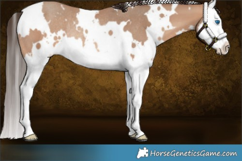 Horse Color:White Spotted Amber Champagne Splash Rabicano 