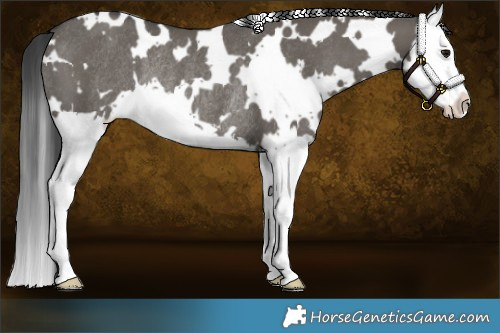 Horse Color:White Spotted Grullo Splash Rabicano 