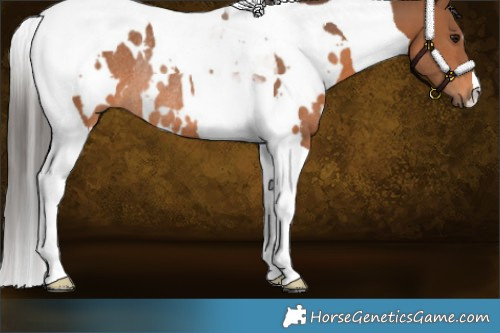 Horse Color:White Spotted Bay Tobiano Rabicano 