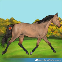 Horse Color:Unknown 