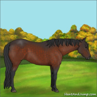 Horse Color:Brown 