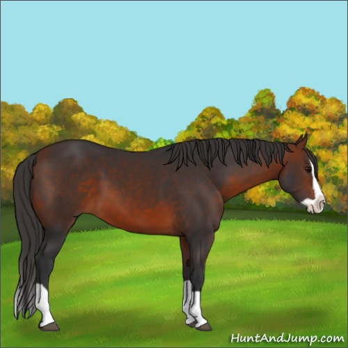 Horse Color:Bay Splash