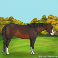 Horse Color:Bay Splash 