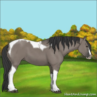 Horse Color:Grullo Splash Tobiano 