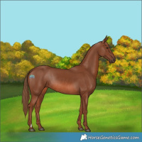 Horse Color:Chestnut Rabicano 