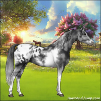 Horse Color:White Spotted Black Splash Tobiano Frame Appaloosa 