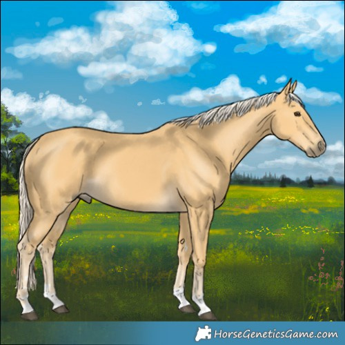 Horse Color:Palomino