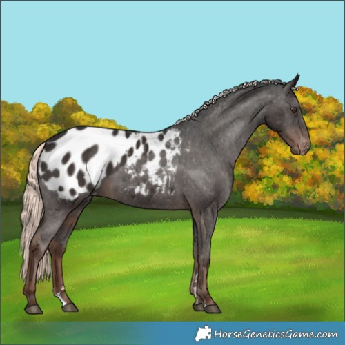 Horse Color:Liver Chestnut Mushroom Appaloosa 