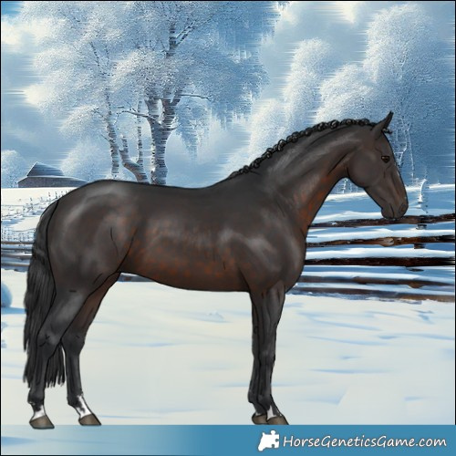 Horse Color:Brown 