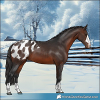 Horse Color:Brown Appaloosa 