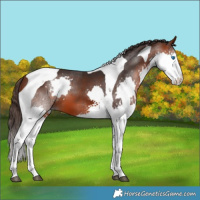 Horse Color:Bay Splash Tobiano Appaloosa 