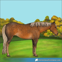 Horse Color:Chocolate Palomino 