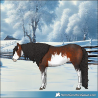 Horse Color:White Spotted Bay 