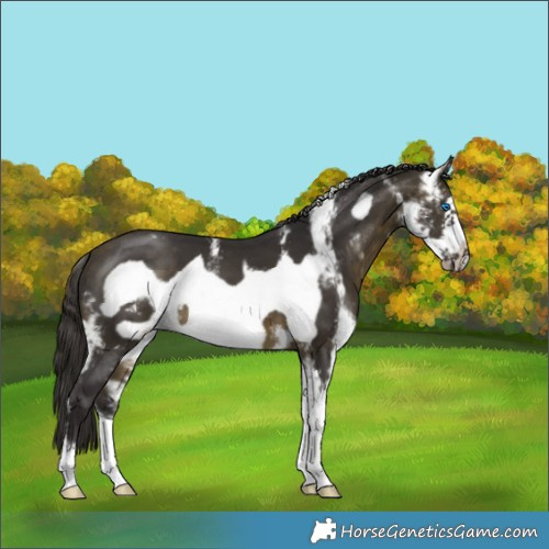 Horse Color:Buckskin Sabino Frame 
