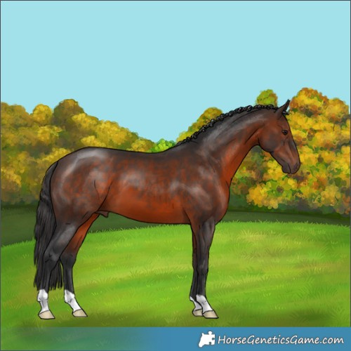 Horse Color:Brown 
