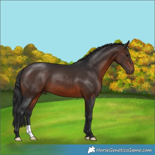 Horse Color:Brown 