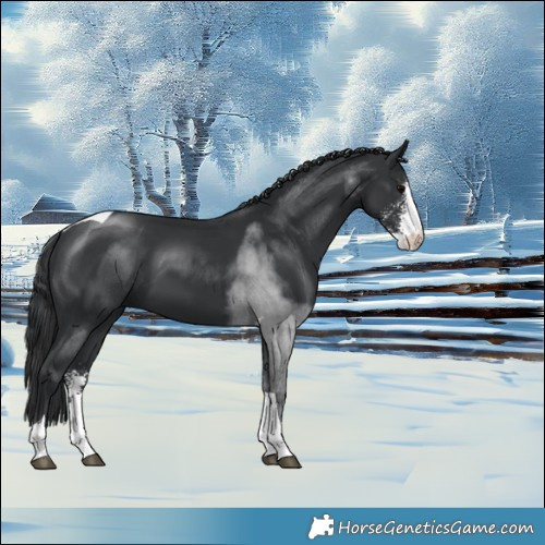 Horse Color:Black Sabino Tobiano 