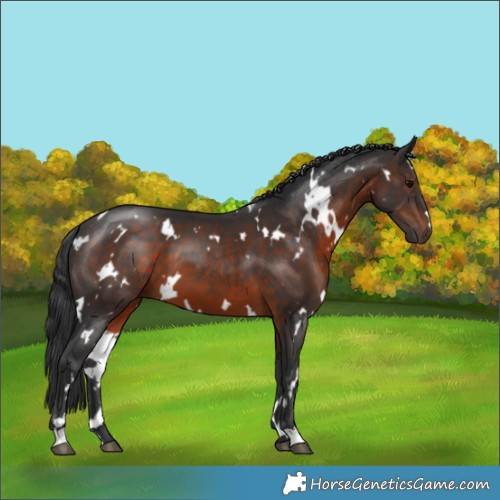 Horse Color:White Spotted Brown 