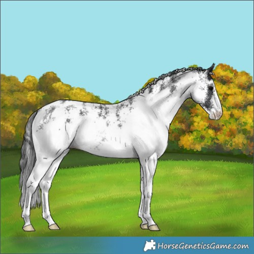 Horse Color:White Spotted Black Appaloosa 