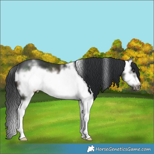 Horse Color:White Spotted Brown Sabino Splash Frame Rabicano 