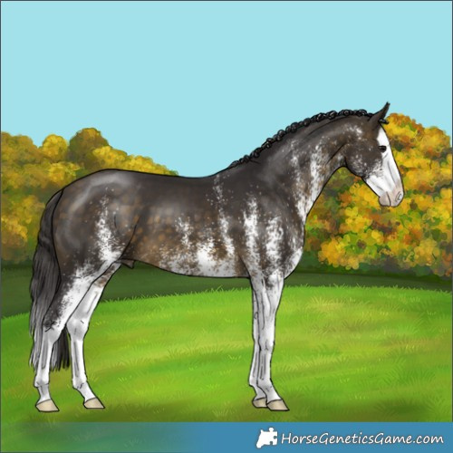 Horse Color:White Spotted Buckskin Splash 