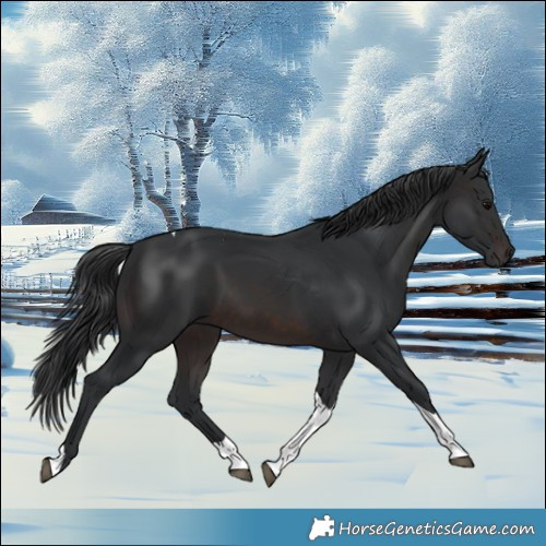 Horse Color:Brown Tobiano 