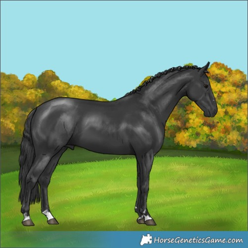 Horse Color:Black 