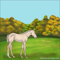 Horse Color:Gray Silver Smoky Creme Dun 