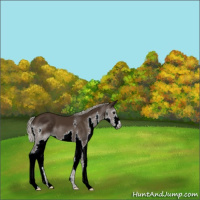 Horse Color:Gray Silver Black Splash