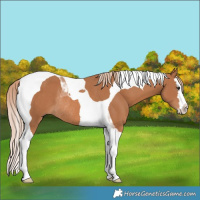 Horse Color:Chestnut Splash Tobiano Rabicano