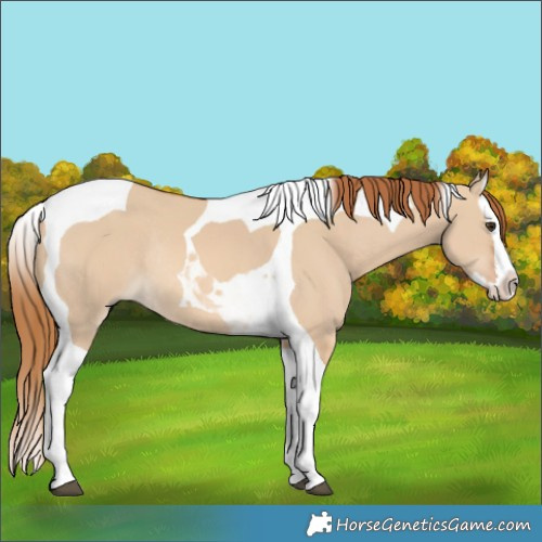 Horse Color:Red Dun Splash Tobiano Rabicano 