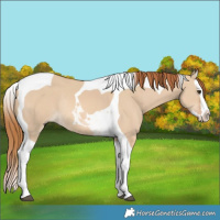 Horse Color:Red Dun Splash Tobiano Rabicano