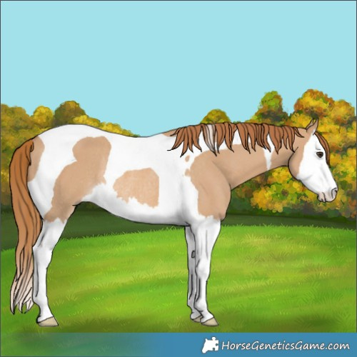 Horse Color:Red Dun Splash Tobiano Rabicano 