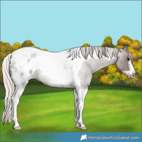 Horse Color:Silver Blue Roan Tobiano Frame Appaloosa 