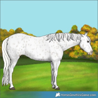 Horse Color:Silver Smoky Grullo Roan Tobiano Appaloosa 