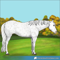 Horse Color:Silver Smoky Grullo Roan Tobiano Blanket 