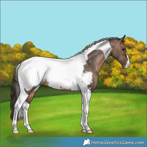 Horse Color:Brown Dun Tobiano Appaloosa 