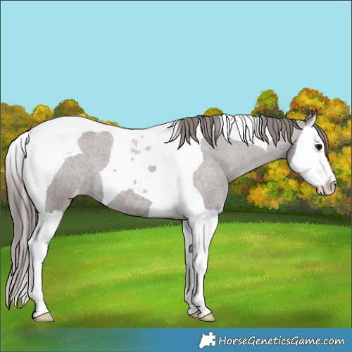 Horse Color:Grullo Roan Splash Tobiano Appaloosa 
